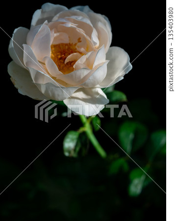 Shape and colors of roses that bloom in the garden 135403980