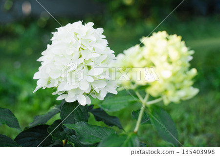 Blooming Skyfall Hydrangea with Dense White Petals Blooming Skyfall Hydrangea with Dense White Petals 135403998
