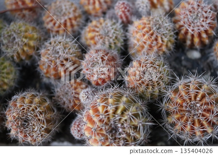 Plant 135404026