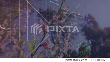 Displaying cherry blossom branch bearing pink blossoms in orchard with stock chart overlay 135404078