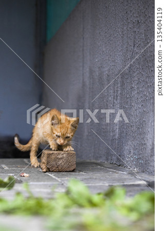 A small orange cat interacts with a block on the ground beside some green leaves in a city setting during the day A small orange cat interacts with a block on the ground beside some green leaves in a city setting during the day 135404119