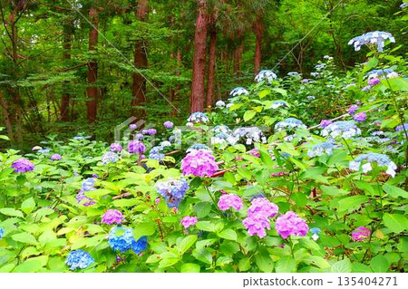 Hydrangeas in full bloom, Ideshio Monjudo, Yamagata City 135404271
