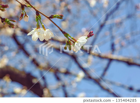 Cherry blossoms starting to bloom Cherry blossoms starting to bloom 135404285