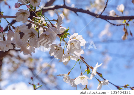 Sakura that shines in the blue sky Sakura that shines in the blue sky 135404321