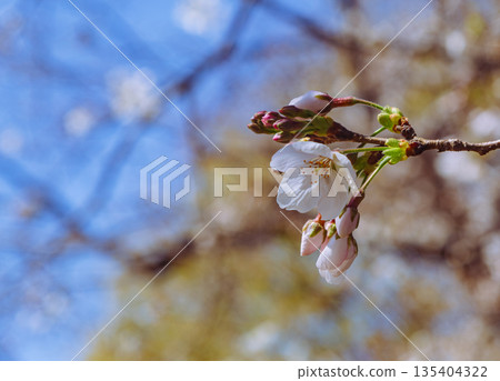 Somey Yoshino blooming in the blue sky 135404322