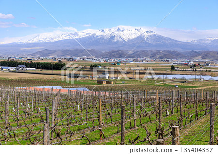 富良野山、前富良野山和十勝山聳立在北海道富良野市的葡萄園之上 [四月] 135404337