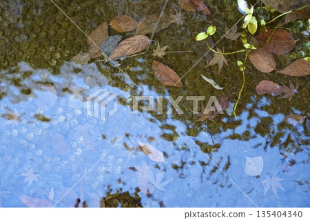 池塘裡落滿了樹葉，水面上泛起細小的漣漪。 135404340