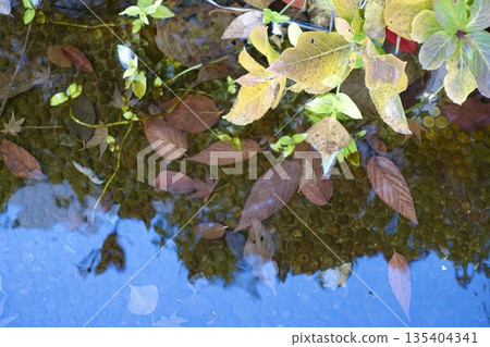 池塘裡漂浮著泛黃的秋葉和落葉，水面上泛起細小的漣漪。 135404341