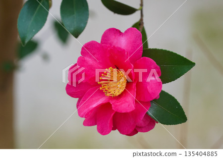 石光寺的山茶花 石光寺的山茶花 135404885