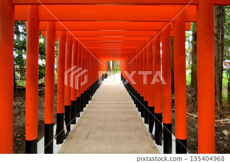 通往神社的路上聳立著紅色的鳥居。 135404968