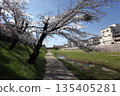 Cherry blossoms along the river 135405281