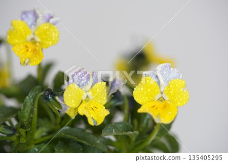 Yellow pansy Yellow pansy 135405295