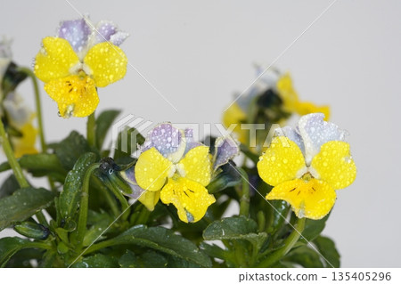 Yellow pansy Yellow pansy 135405296