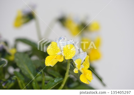 Yellow pansy Yellow pansy 135405297
