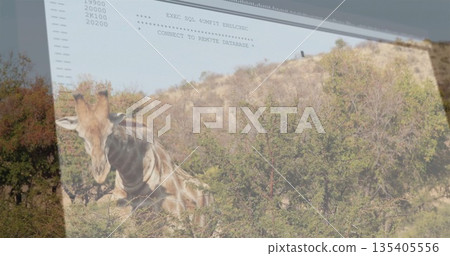 Browsing giraffe eating leaves from dense green shrubs on sunny slope, with digital code overlay 135405556