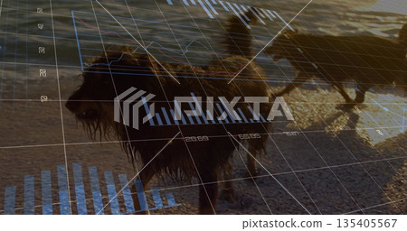 Running shaggy dog on sunset beach with grid, bar and line graph overlays and second dog 135405567