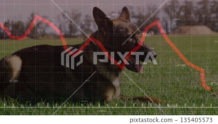 German Shepherd-type dog lying in grassy field, with red graph overlay, grid and numerical labels German Shepherd-type dog lying in grassy field, with red graph overlay, grid and numerical labels 135405573