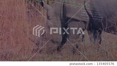 Grazing adult rhinoceros feeding on sparse vegetation in dry grassland, with tall grass and shrubs 135405576
