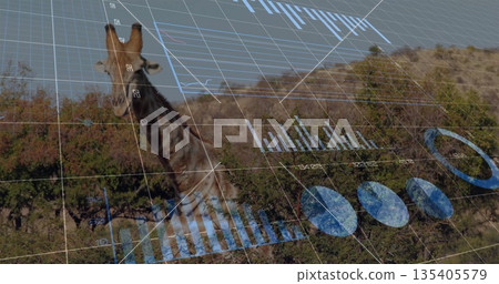 Standing tall giraffe presenting bar graphs and pie charts on savanna, with 3D data grid Standing tall giraffe presenting bar graphs and pie charts on savanna, with 3D data grid 135405579