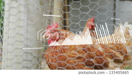 Standing brown hen peering through hexagonal mesh and post at farm poultry pen, with data overlays Standing brown hen peering through hexagonal mesh and post at farm poultry pen, with data overlays 135405665