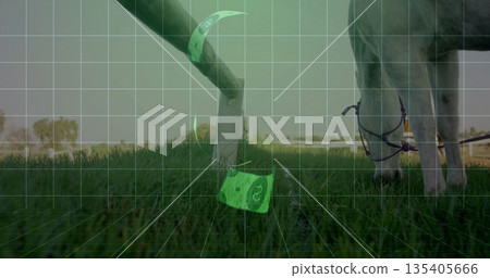 Grazing adult goat nibbling in farm field, with rope halter and floating digital tokens, copy space Grazing adult goat nibbling in farm field, with rope halter and floating digital tokens, copy space 135405666