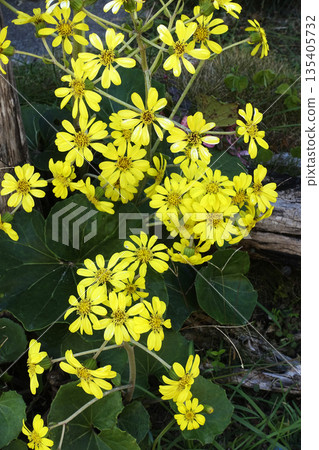 十二月，附近盛開著日本銀菊的黃色花朵。 135405732