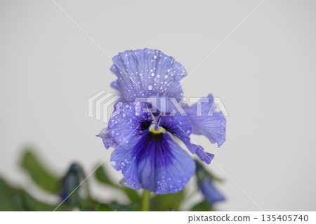 Purple pansy 135405740