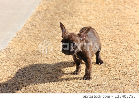 French bulldog puppy French bulldog puppy 135405753