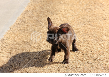 French bulldog puppy French bulldog puppy 135405754