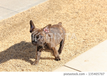 法國鬥牛犬小狗 法國鬥牛犬小狗 135405787