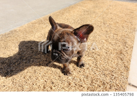 French bulldog puppy French bulldog puppy 135405798