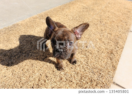 French bulldog puppy 135405801