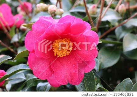 Camellia flower Camellia flower 135405821