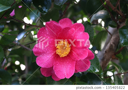 Camellia flower 135405822