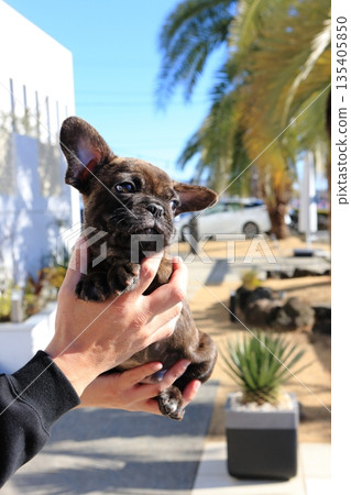 法國鬥牛犬小狗 135405850