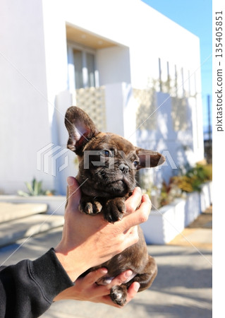 法國鬥牛犬小狗 法國鬥牛犬小狗 135405851