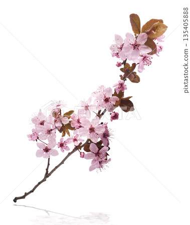 Blooming of delicate pink flowers falling in the air, isolated on white background. Prunus cerasifera 'Nigra' or Canadian black plum 135405888