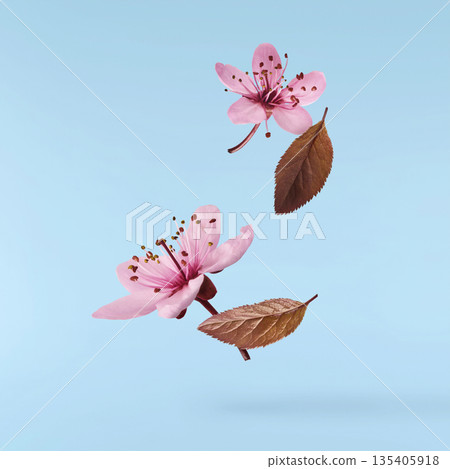 Blooming of delicate pink flowers falling in the air, isolated on colorful background. Prunus cerasifera 'Nigra' or Canadian black plum Blooming of delicate pink flowers falling in the air, isolated on colorful background. Prunus cerasifera 'Nigra' or Canadian black plum 135405918