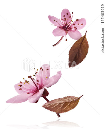 Blooming of delicate pink flowers falling in the air, isolated on white background. Prunus cerasifera 'Nigra' or Canadian black plum Blooming of delicate pink flowers falling in the air, isolated on white background. Prunus cerasifera 'Nigra' or Canadian black plum 135405919