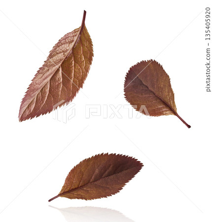 Blooming of delicate pink flowers falling in the air, isolated on white background. Prunus cerasifera 'Nigra' or Canadian black plum Blooming of delicate pink flowers falling in the air, isolated on white background. Prunus cerasifera 'Nigra' or Canadian black plum 135405920
