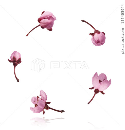 Blooming of delicate pink flowers falling in the air, isolated on white background. Prunus cerasifera 'Nigra' or Canadian black plum Blooming of delicate pink flowers falling in the air, isolated on white background. Prunus cerasifera 'Nigra' or Canadian black plum 135405944