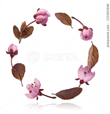 Blooming of delicate pink flowers falling in the air, isolated on white background. Prunus cerasifera 'Nigra' or Canadian black plum 135405946