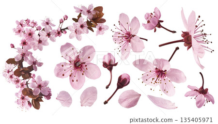 Blooming of delicate pink flowers falling in the air, isolated on white background. Prunus cerasifera 'Nigra' or Canadian black plum 135405971