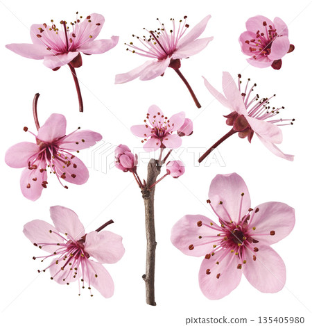 Blooming of delicate pink flowers falling in the air, isolated on white background. Prunus cerasifera 'Nigra' or Canadian black plum Blooming of delicate pink flowers falling in the air, isolated on white background. Prunus cerasifera 'Nigra' or Canadian black plum 135405980