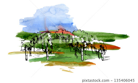 Natural landscape with cultivated grapevines, trees in agricultural rows. Isolated hand painted illustration in watercolor and ink for environmentally friendly branding, sustainable farming campaigns. 135406045