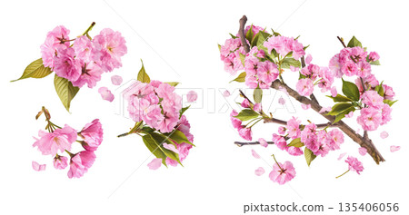 Beautiful blooming of delicate pink Sakura flowers falling in the air, isolated. Zero gravity or levitation spring flowers conception, high resolution image Beautiful blooming of delicate pink Sakura flowers falling in the air, isolated. Zero gravity or levitation spring flowers conception, high resolution image 135406056