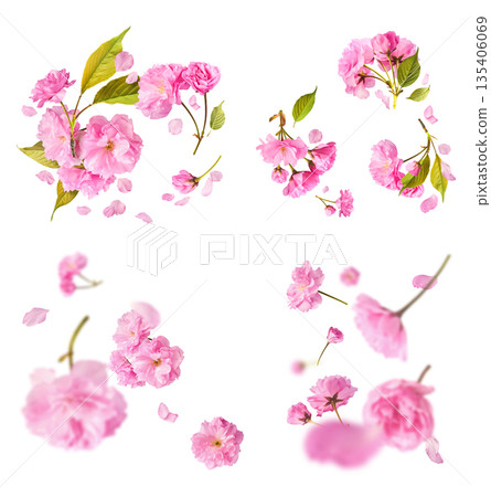Beautiful blooming of delicate pink Sakura flowers falling in the air, isolated. Zero gravity or levitation spring flowers conception, high resolution image Beautiful blooming of delicate pink Sakura flowers falling in the air, isolated. Zero gravity or levitation spring flowers conception, high resolution image 135406069