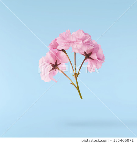 Beautiful blooming of delicate pink Sakura flowers falling in the air, isolated. Zero gravity or levitation spring flowers conception, high resolution image 135406071