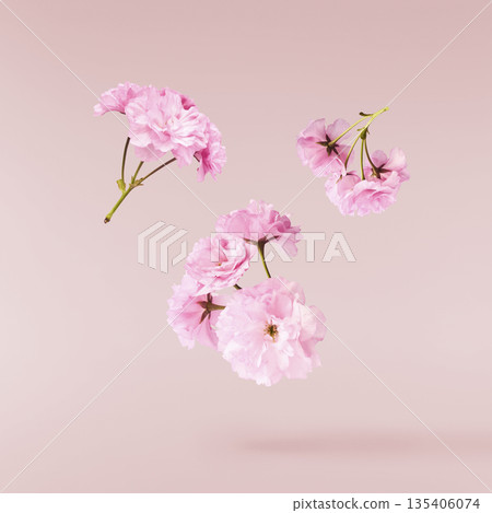 Beautiful blooming of delicate pink Sakura flowers falling in the air, isolated. Zero gravity or levitation spring flowers conception, high resolution image Beautiful blooming of delicate pink Sakura flowers falling in the air, isolated. Zero gravity or levitation spring flowers conception, high resolution image 135406074