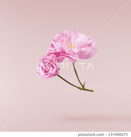Beautiful blooming of delicate pink Sakura flowers falling in the air, isolated. Zero gravity or levitation spring flowers conception, high resolution image Beautiful blooming of delicate pink Sakura flowers falling in the air, isolated. Zero gravity or levitation spring flowers conception, high resolution image 135406075